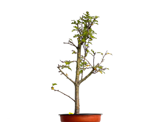 Crataegus Monogyna 3135