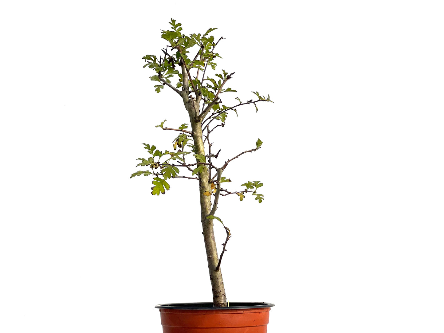 Crataegus Monogyna 3135