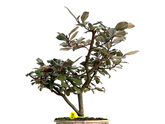 Eleagnus Pungens 3131