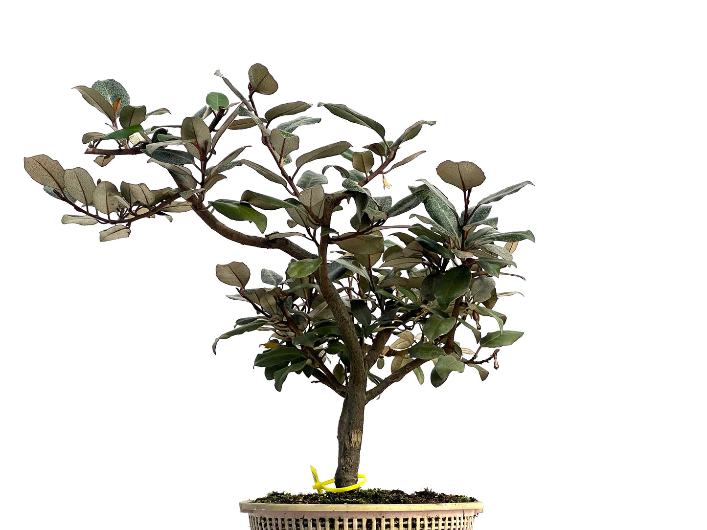 Eleagnus Pungens 3131