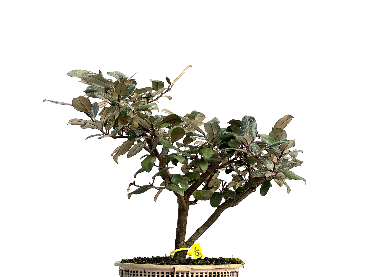 Eleagnus Pungens 3131