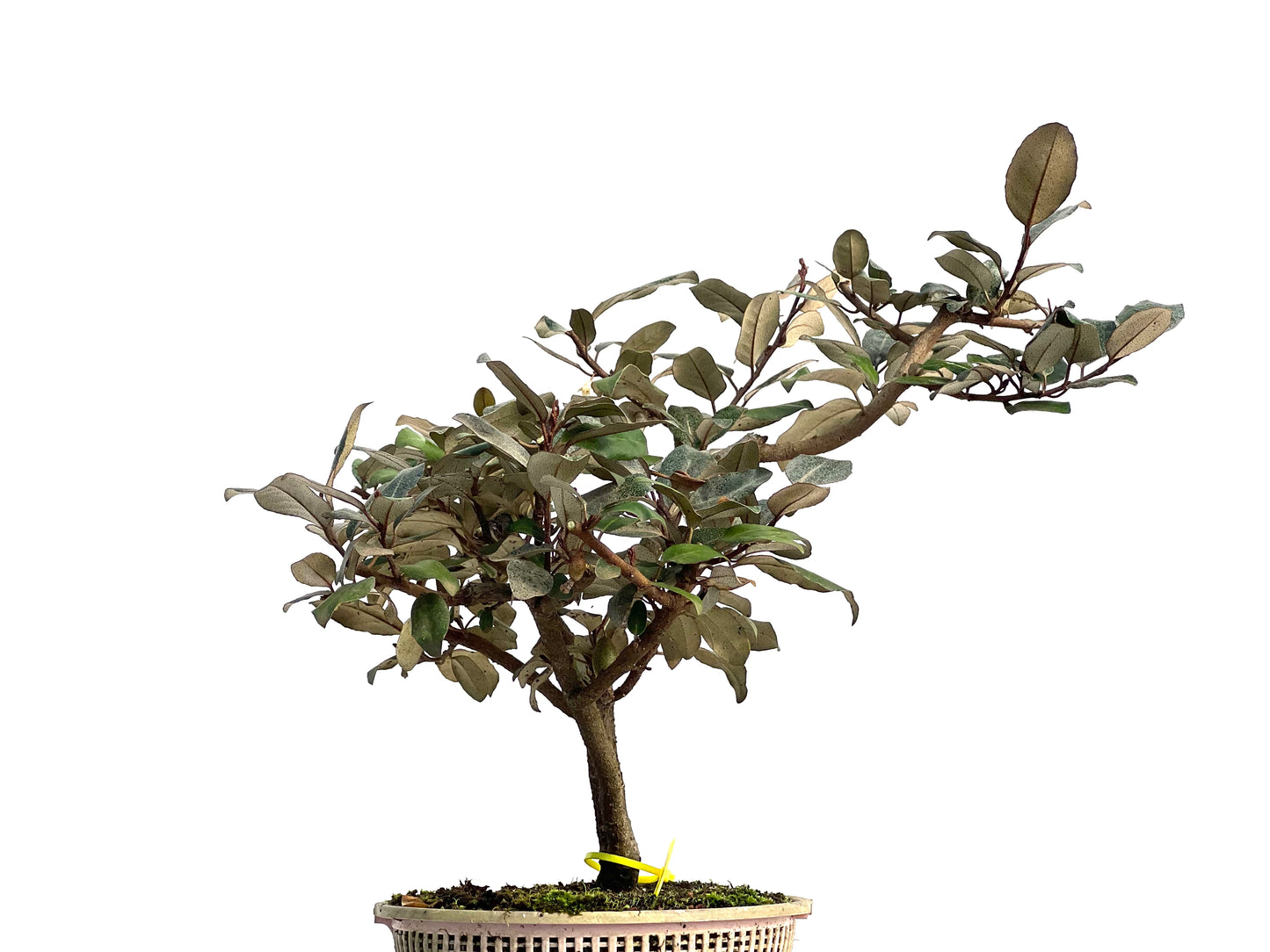 Eleagnus Pungens 3131