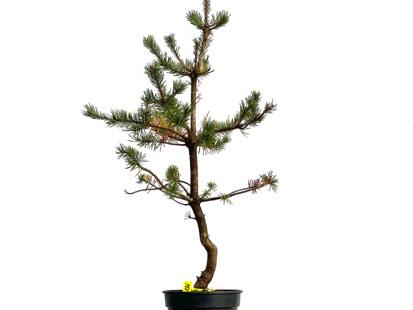 Pinus Sylvestris 3136
