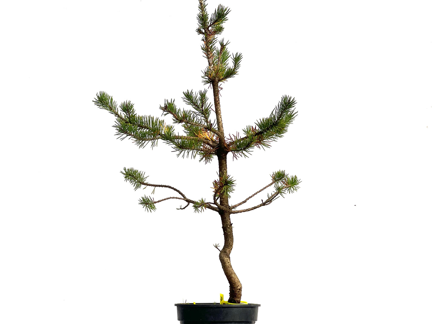 Pinus Sylvestris 3136