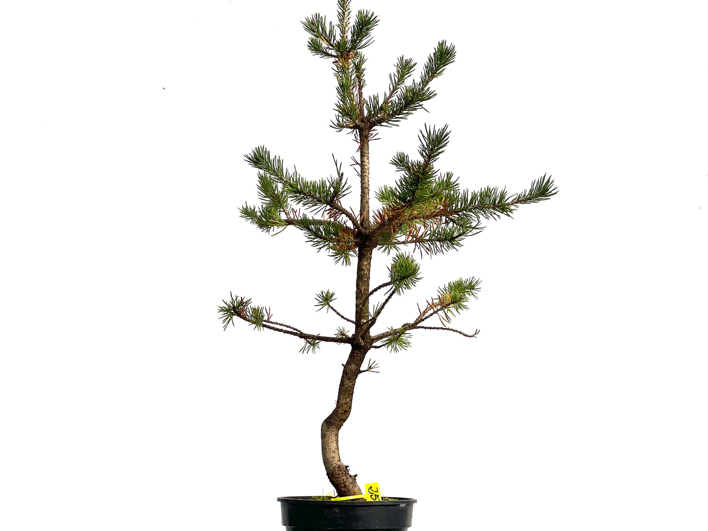 Pinus Sylvestris 3136