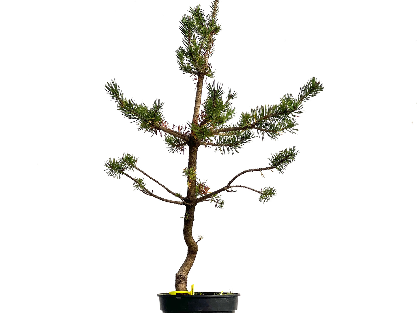 Pinus Sylvestris 3136