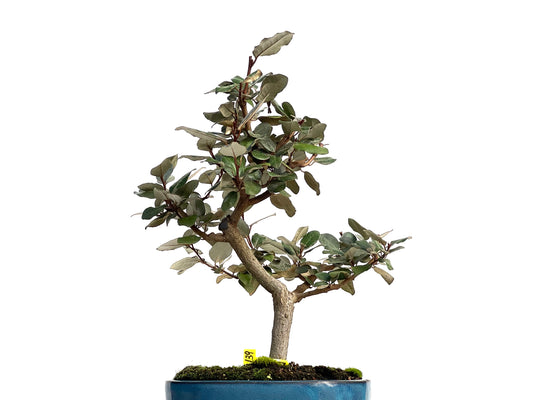 Eleagnus Pungens 3139