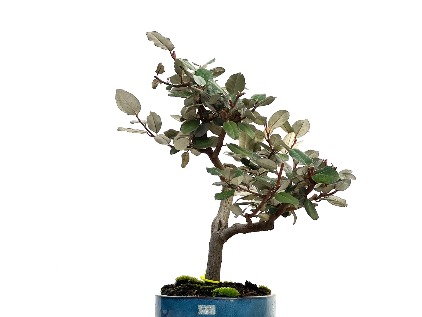 Eleagnus Pungens 3139