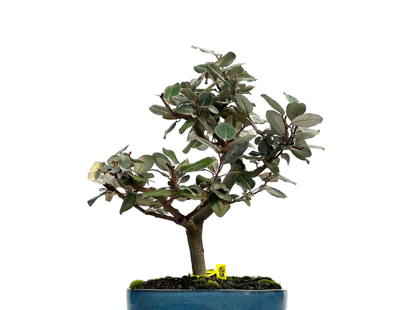 Eleagnus Pungens 3139