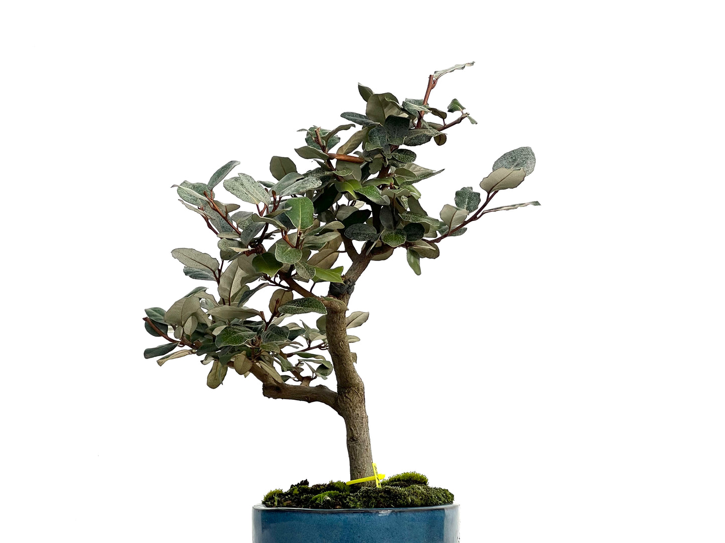 Eleagnus Pungens 3139