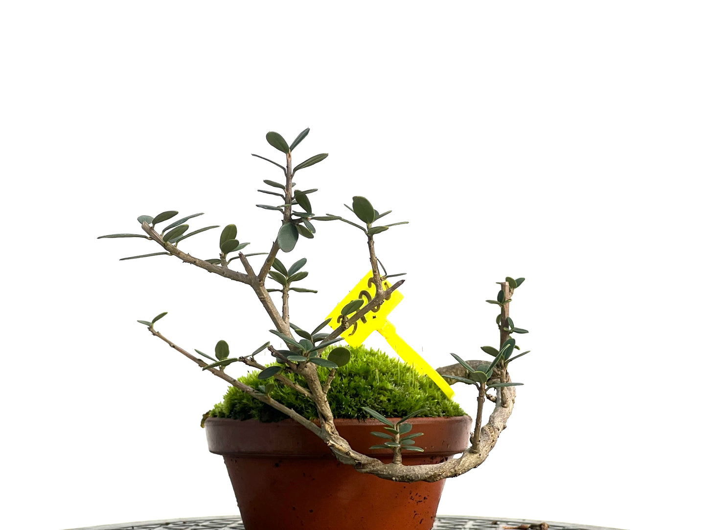 Olea Europaea Sylvestris 3122