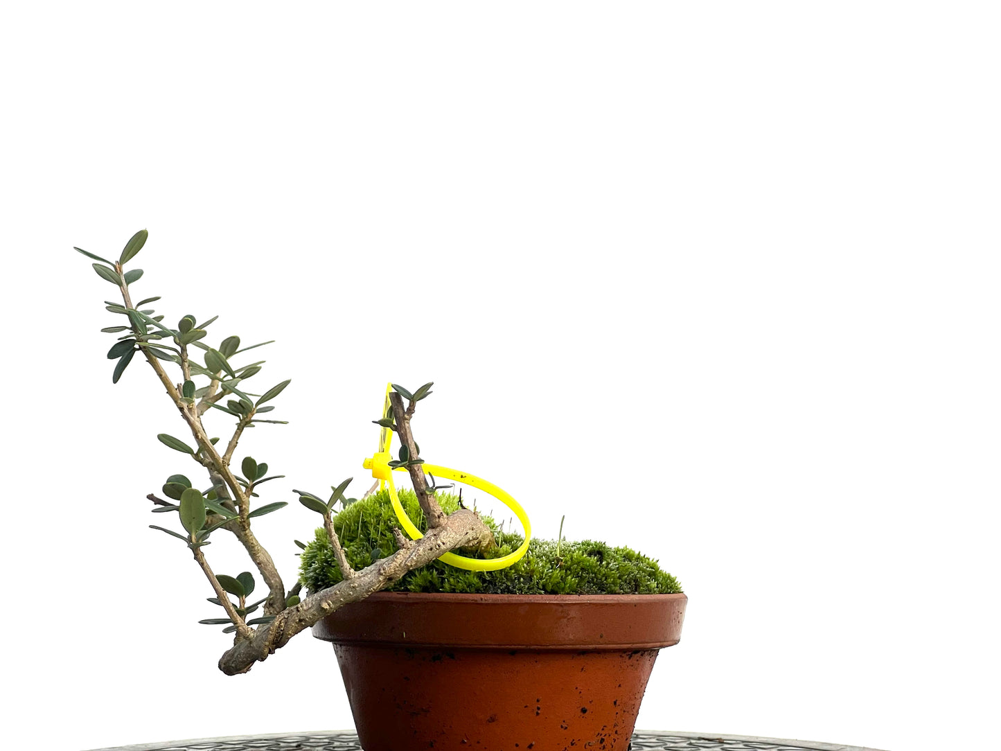 Olea Europaea Sylvestris 3122