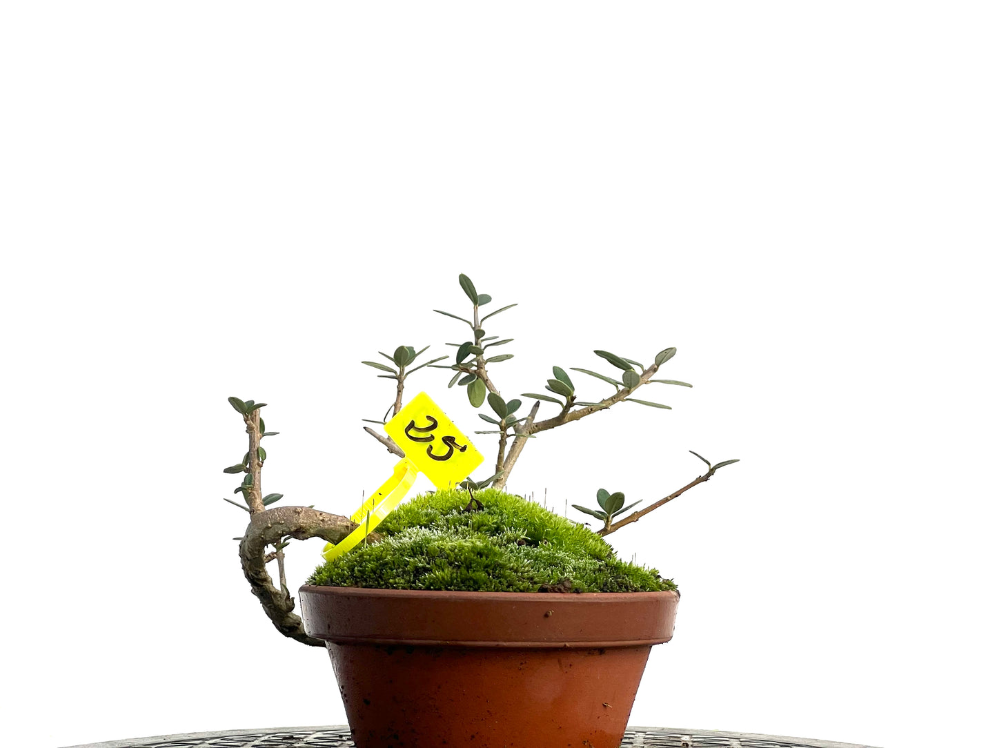 Olea Europaea Sylvestris 3122