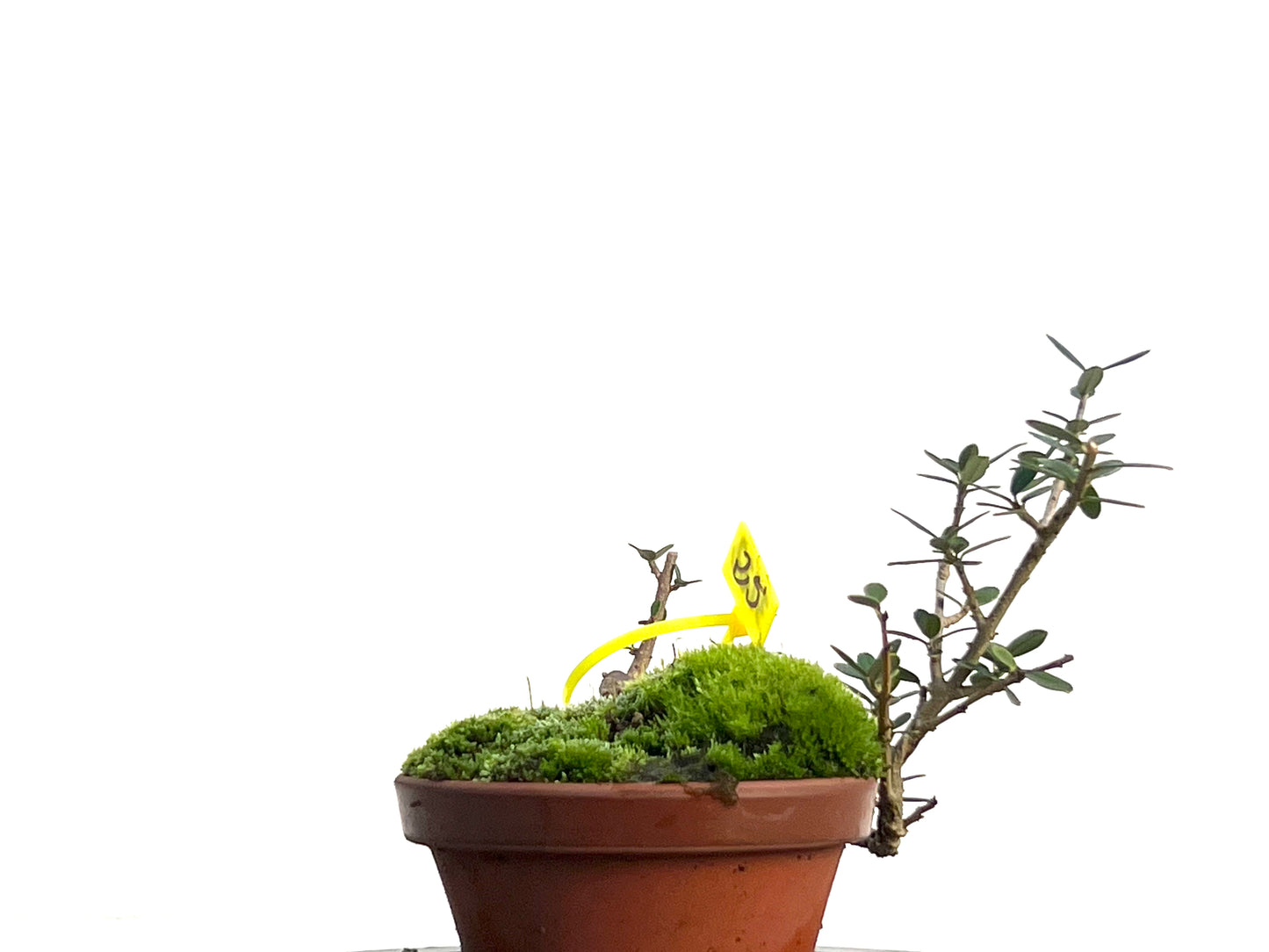 Olea Europaea Sylvestris 3122