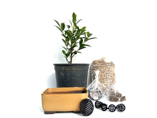 Pack Ficus Tiger Bark + Maceta Japonesa