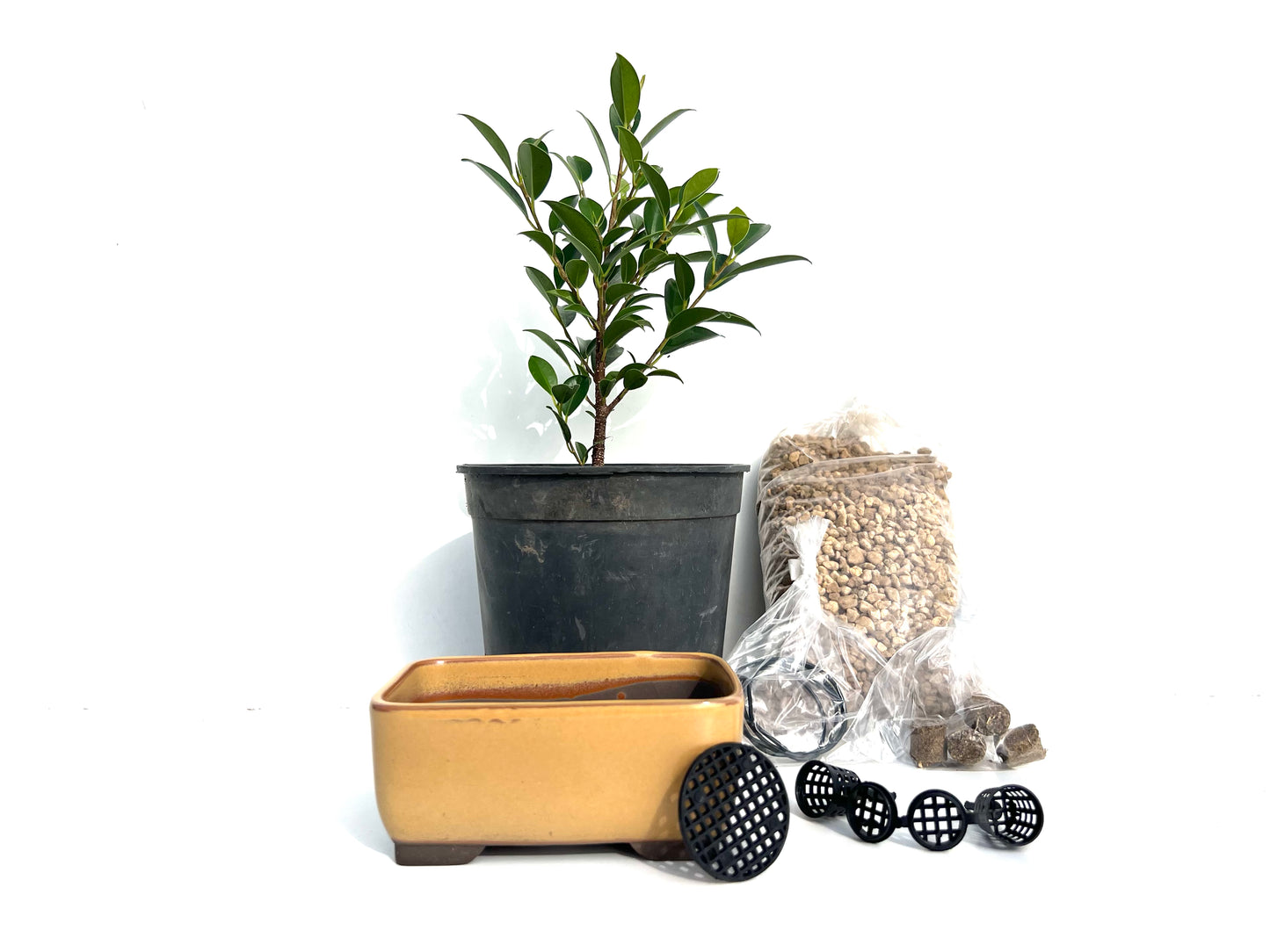 Pack Ficus Tiger Bark + Maceta Japonesa