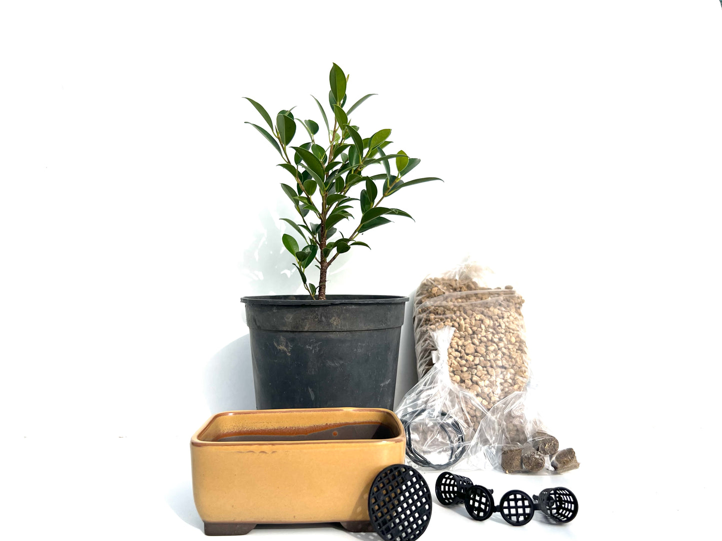 Pack Ficus Tiger Bark + Maceta Japonesa