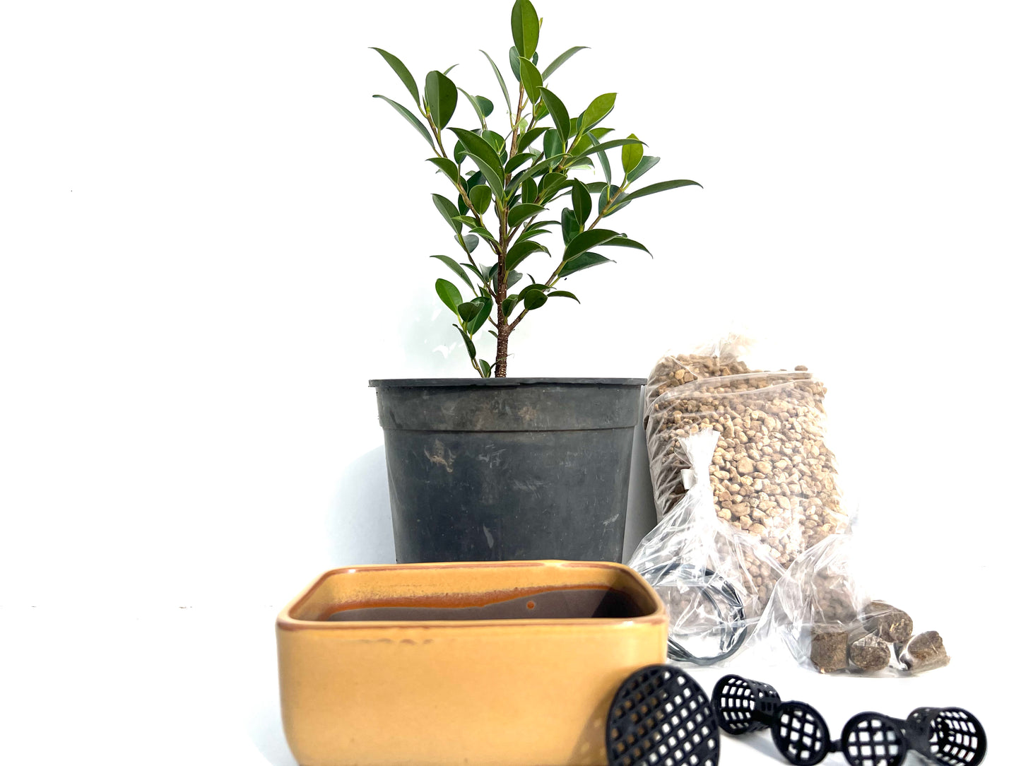 Pack Ficus Tiger Bark + Maceta Japonesa