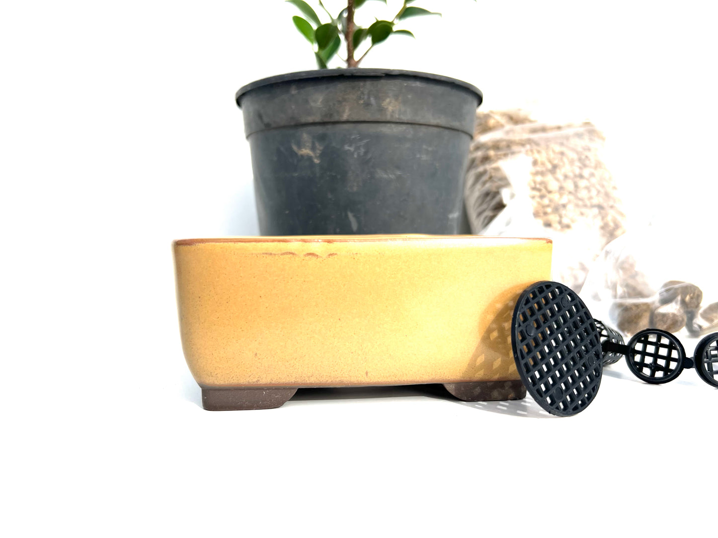 Pack Ficus Tiger Bark + Maceta Japonesa