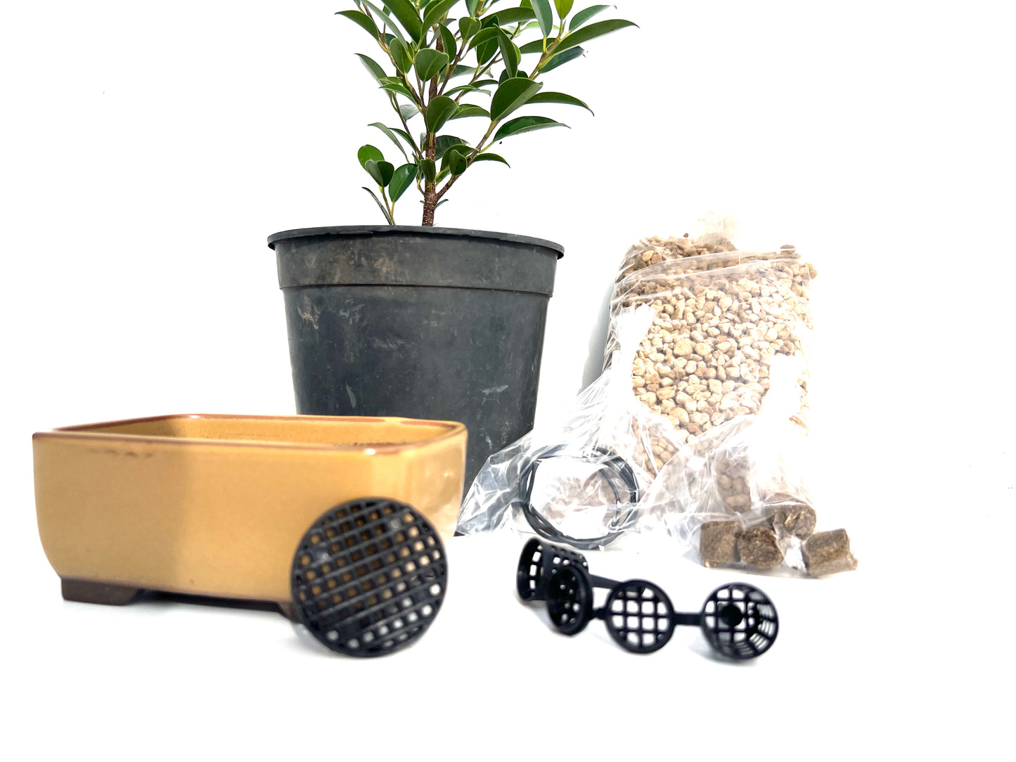 Pack Ficus Tiger Bark + Maceta Japonesa