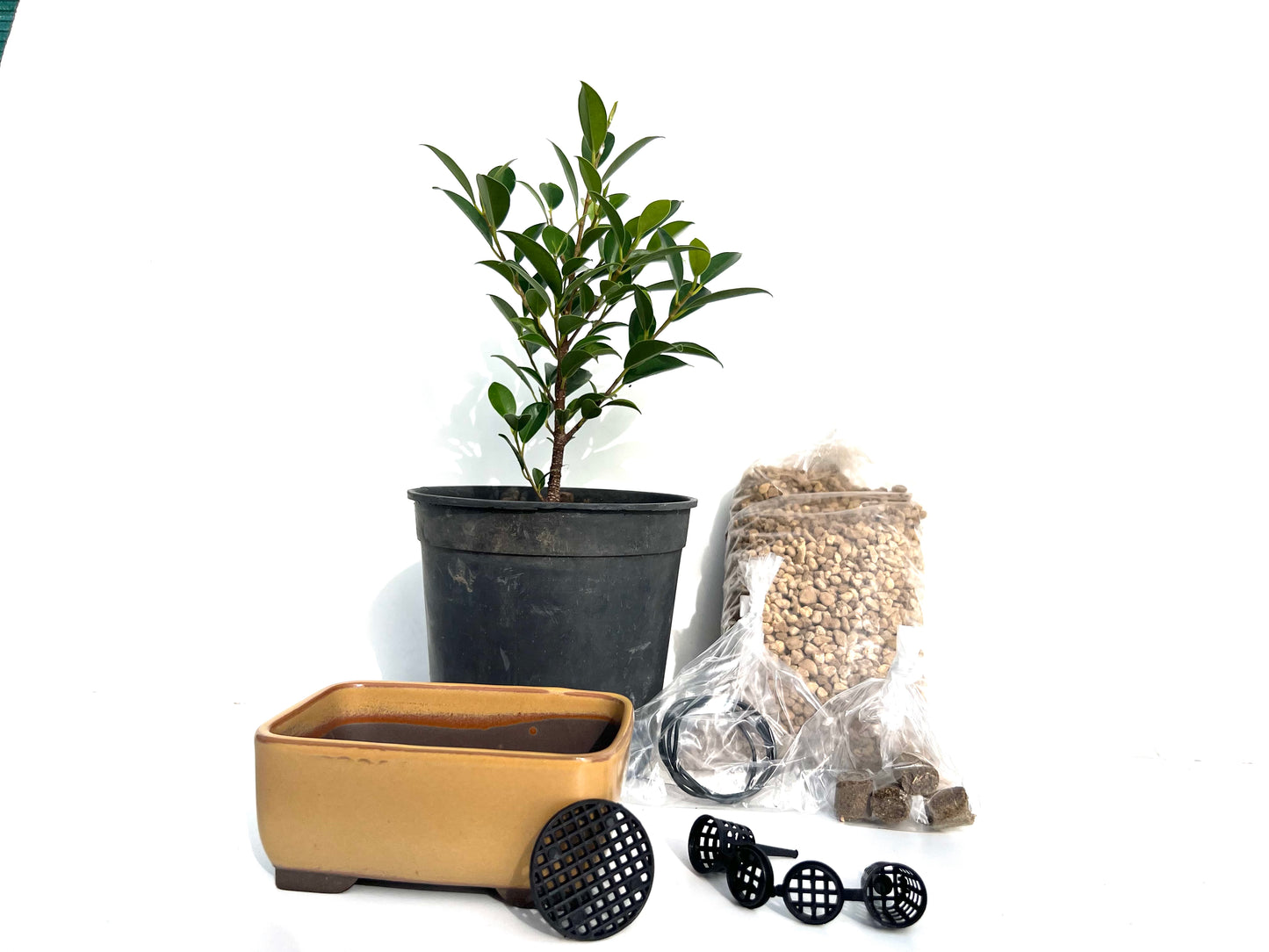Pack Ficus Tiger Bark + Maceta Japonesa
