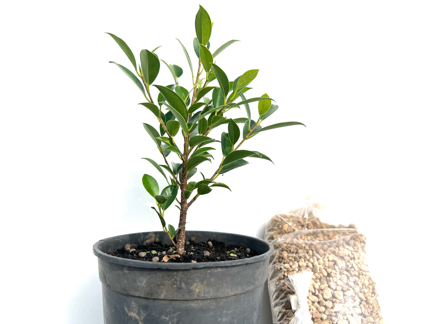 Pack Ficus Tiger Bark + Maceta Japonesa