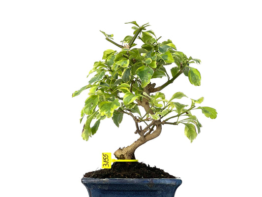 Durantha Repens Variegada 3155