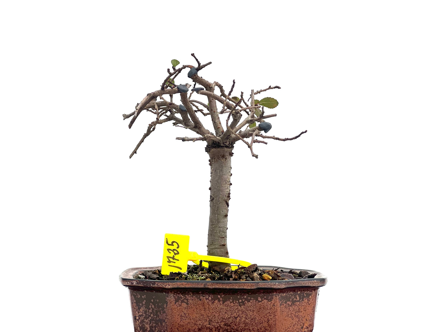 Ulmus Parvifolia 1725