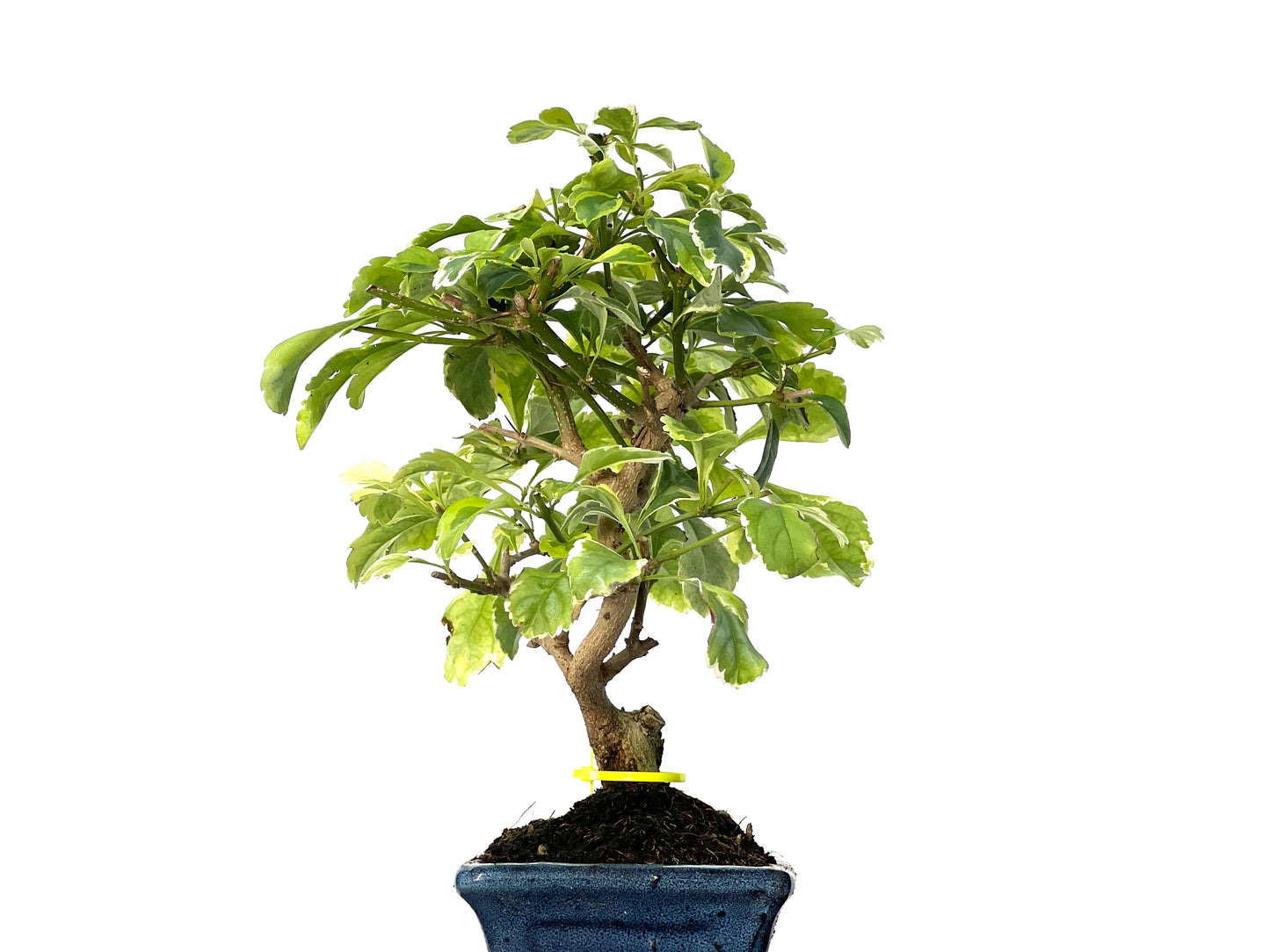 Durantha Repens Variegada 3155