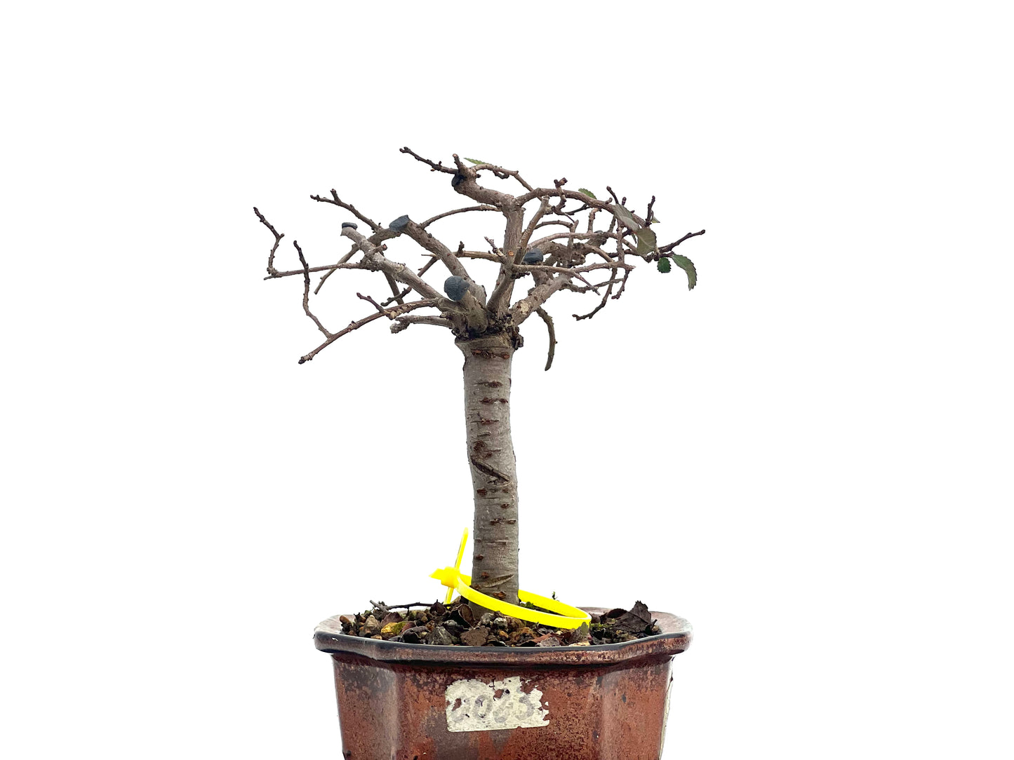 Ulmus Parvifolia 1725