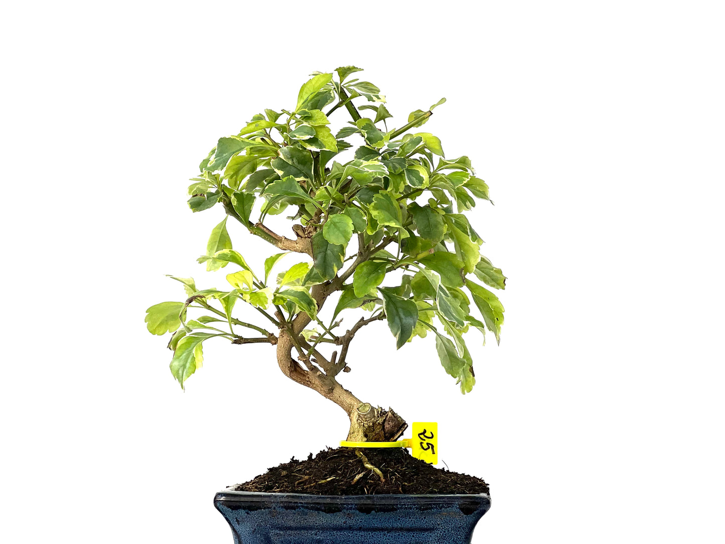 Durantha Repens Variegada 3155