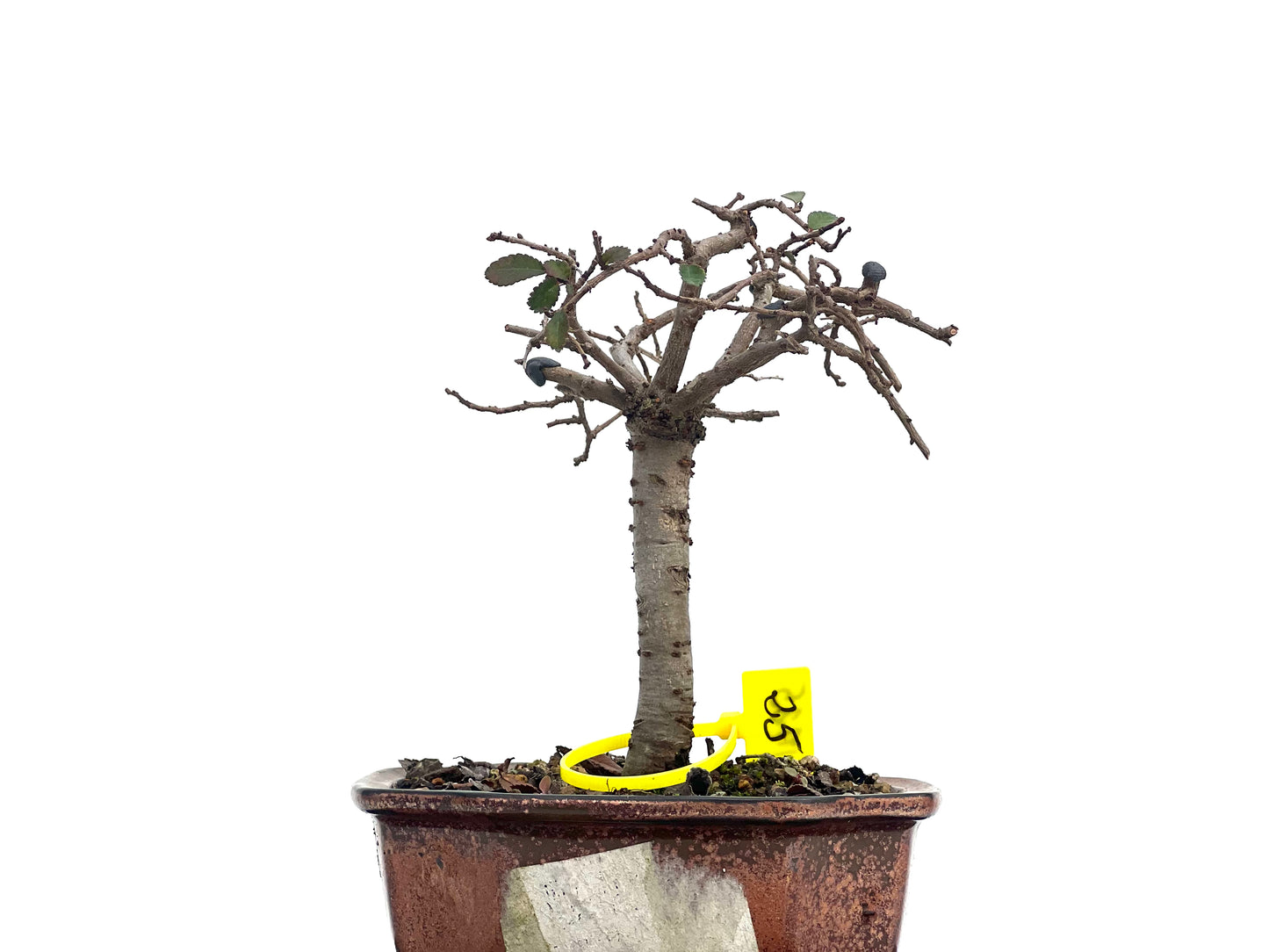 Ulmus Parvifolia 1725