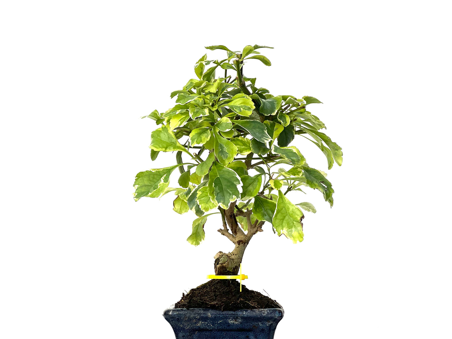 Durantha Repens Variegada 3155