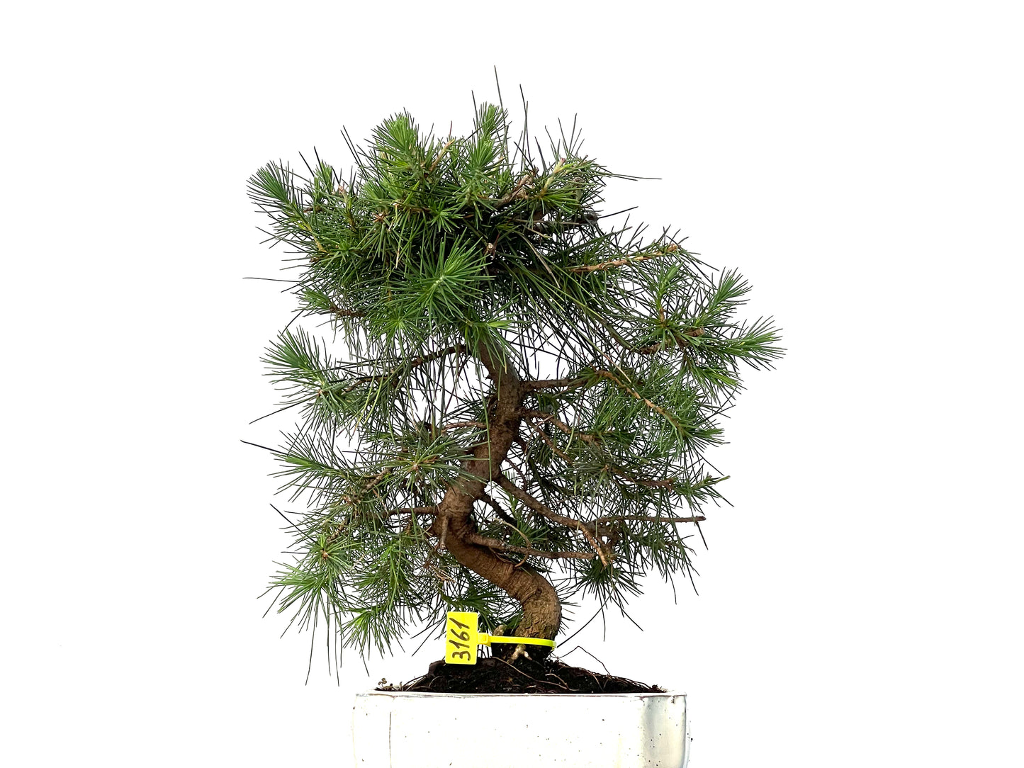 Pinus Halepensis 3161