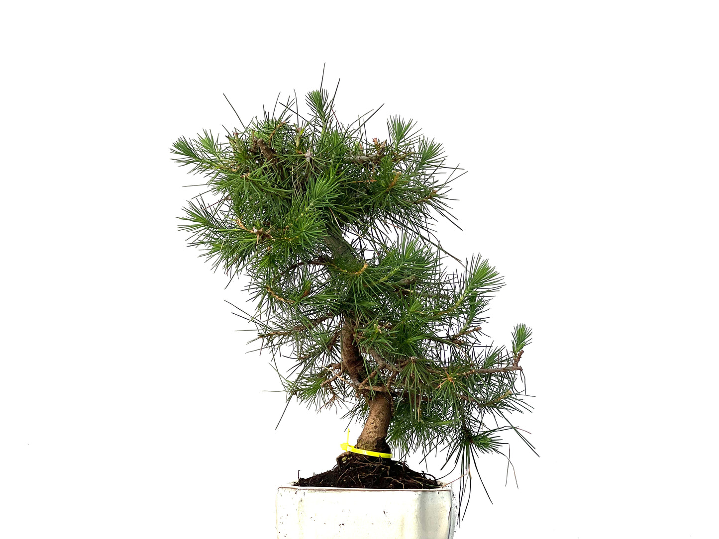 Pinus Halepensis 3161