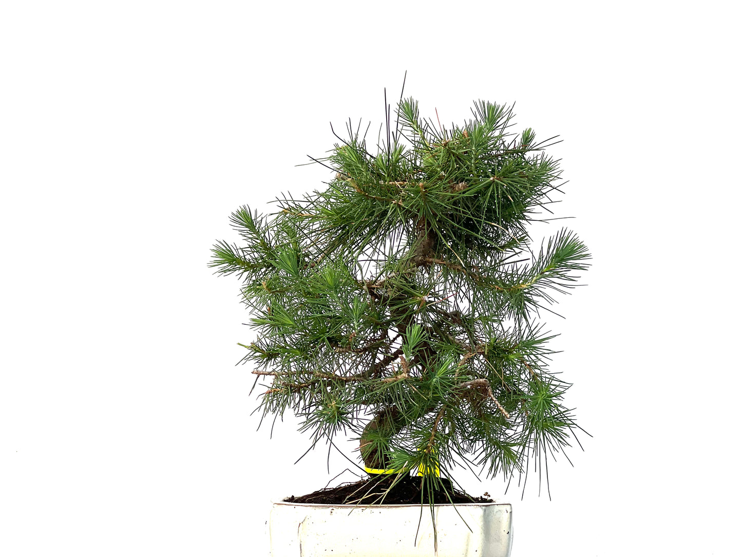Pinus Halepensis 3161