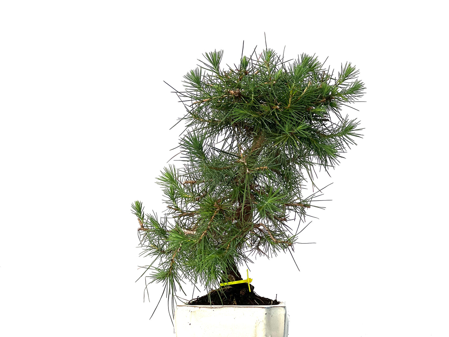 Pinus Halepensis 3161