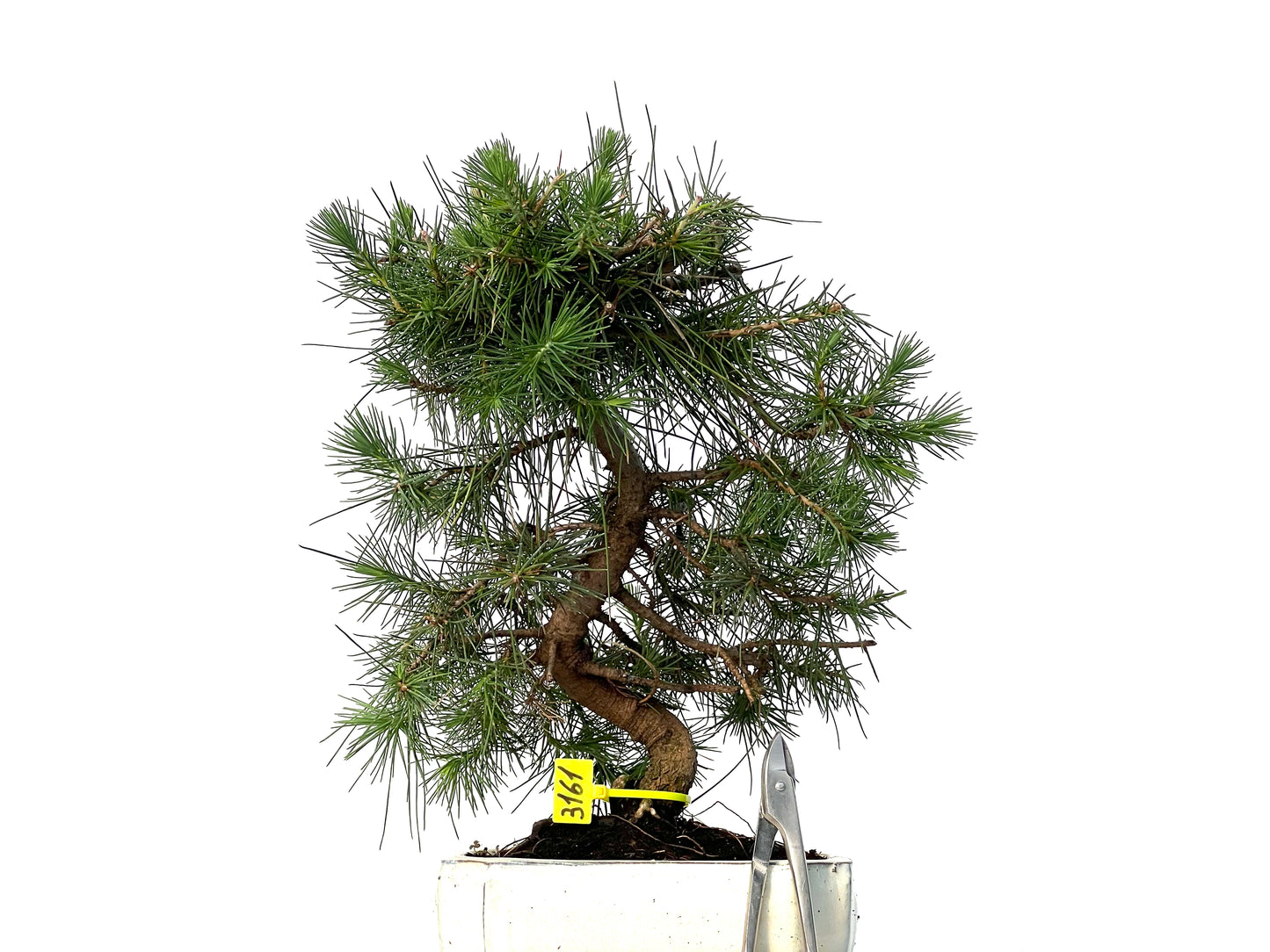 Pinus Halepensis 3161