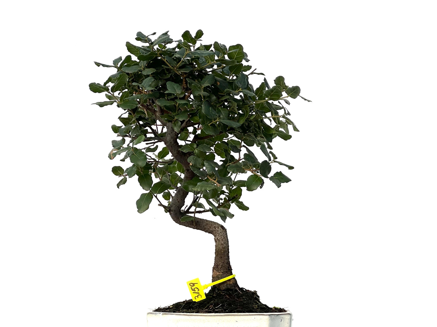 Quercus Suber 3159