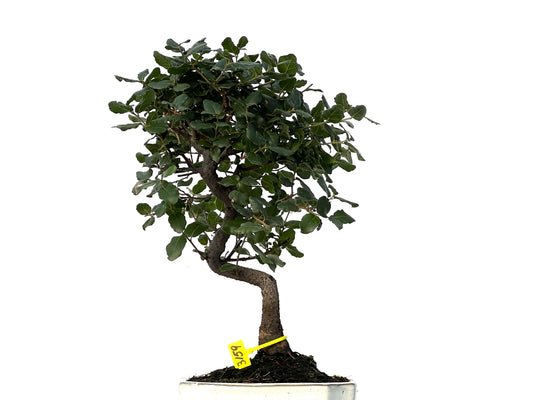 Quercus Suber 3159