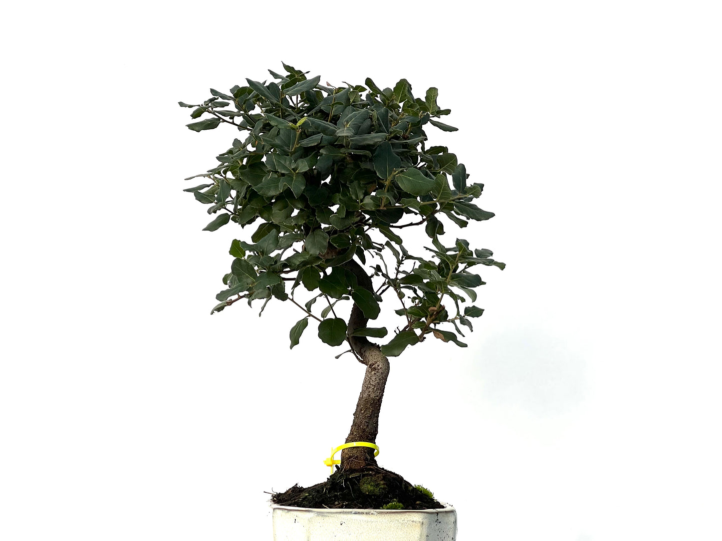 Quercus Suber 3159