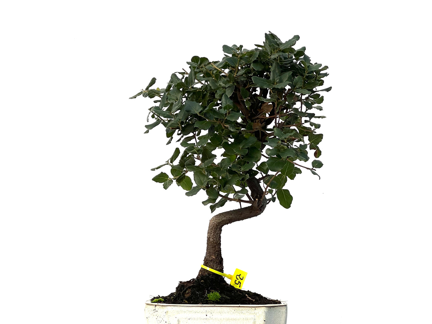 Quercus Suber 3159
