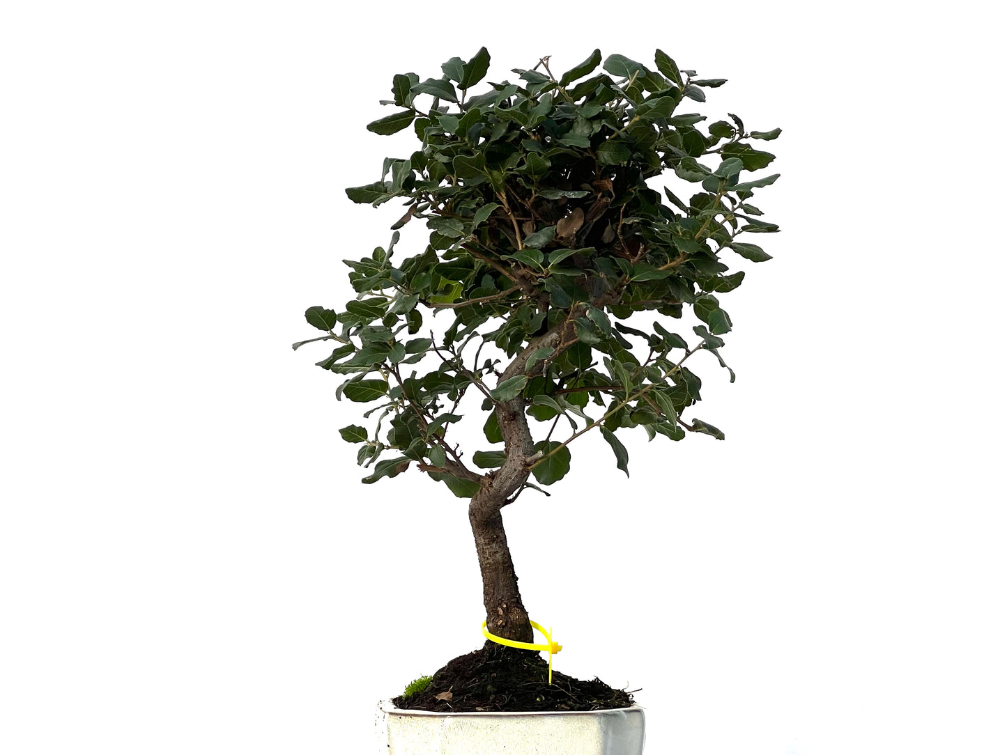 Quercus Suber 3159