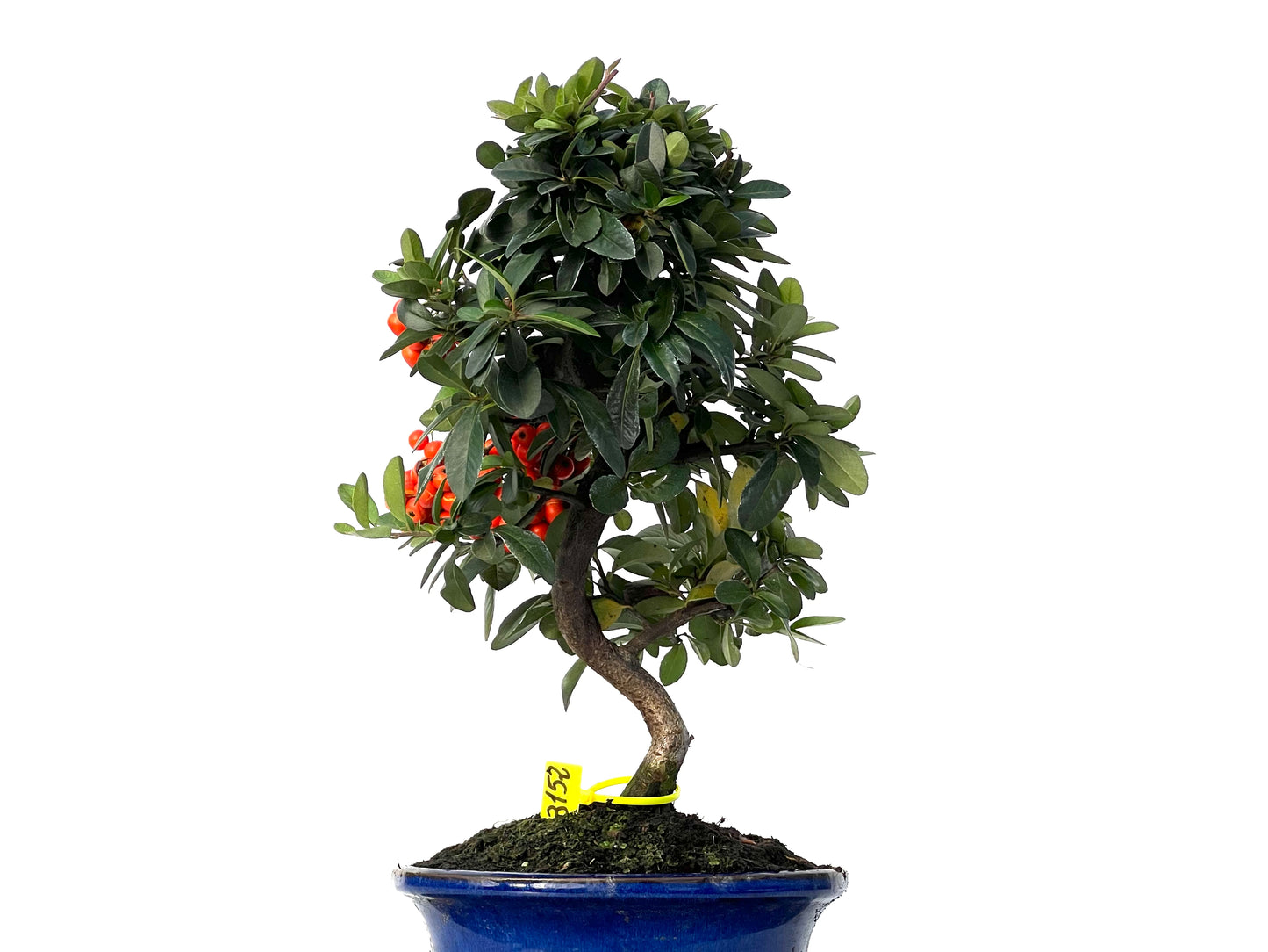 Pyracantha 3152