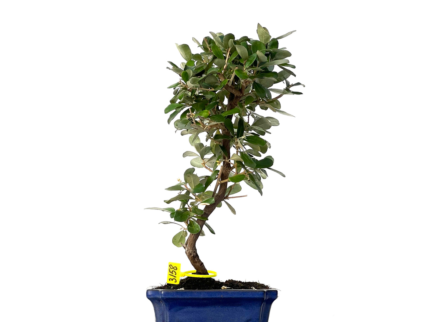 Eleagnus Pungens 3158