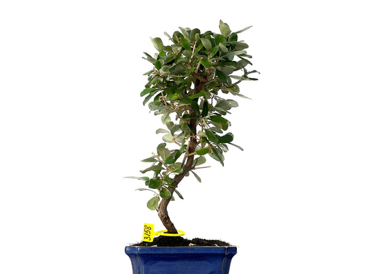 Eleagnus Pungens 3158