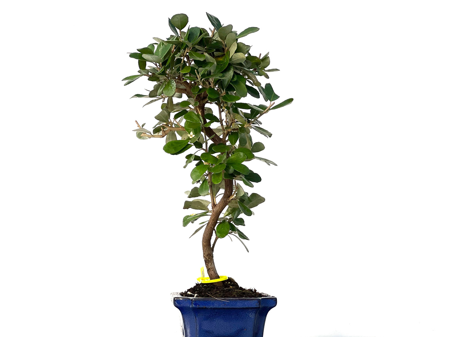 Eleagnus Pungens 3158