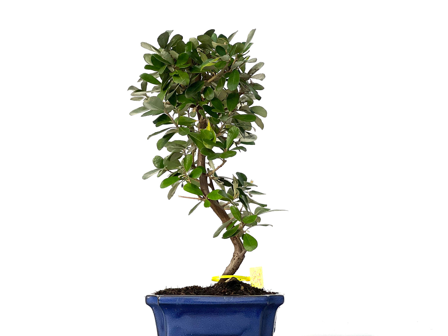 Eleagnus Pungens 3158