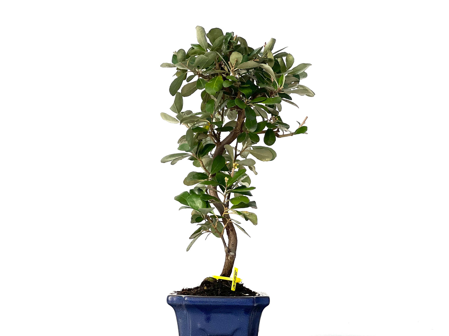 Eleagnus Pungens 3158