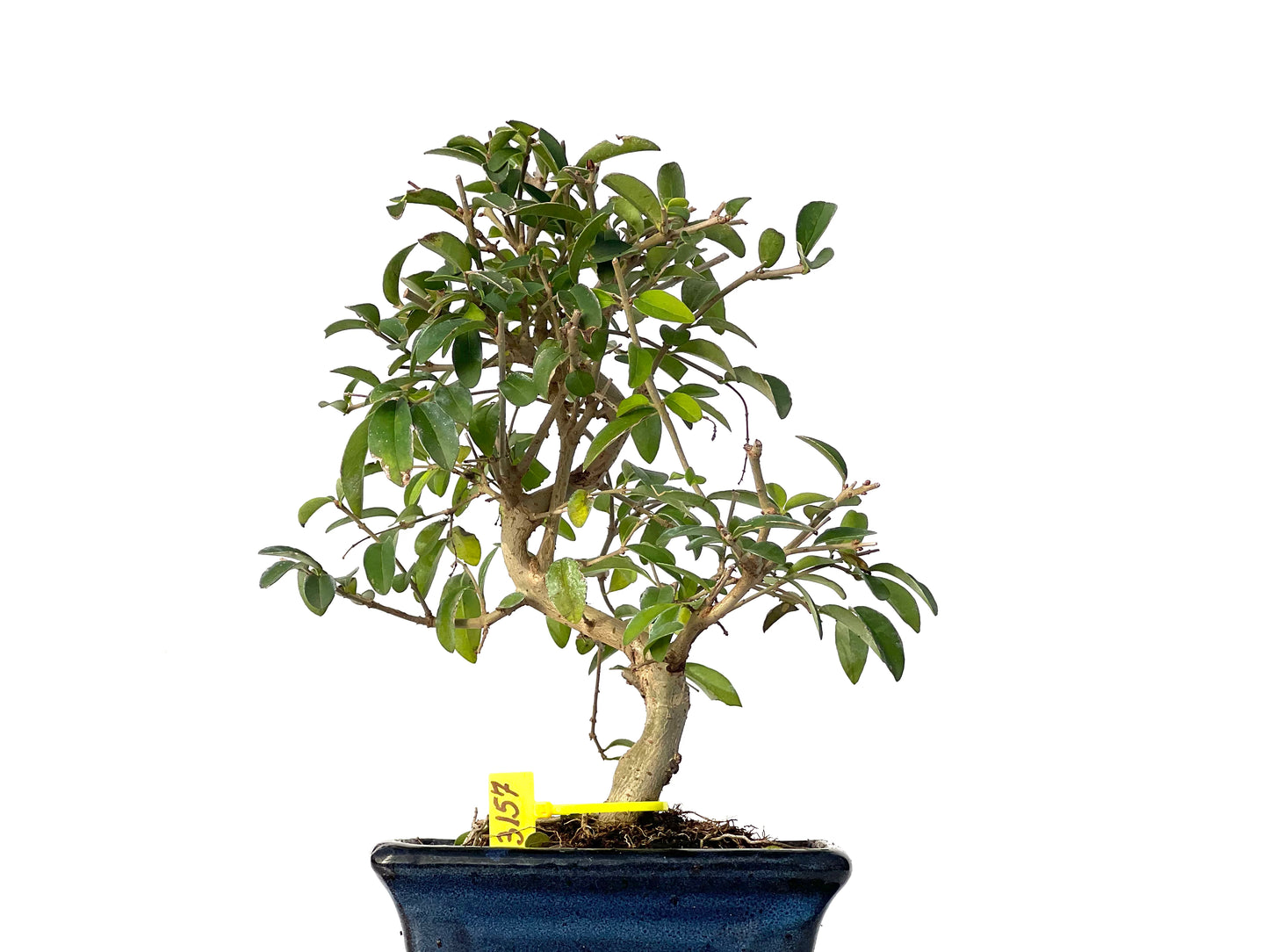 Ligustrum Japonicum 3157